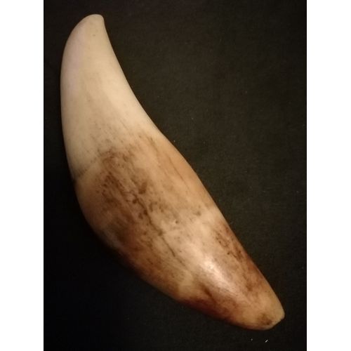 Fossile Gretacé ,Possible Dent De Spinosaure 8,5cm Origine Maroc