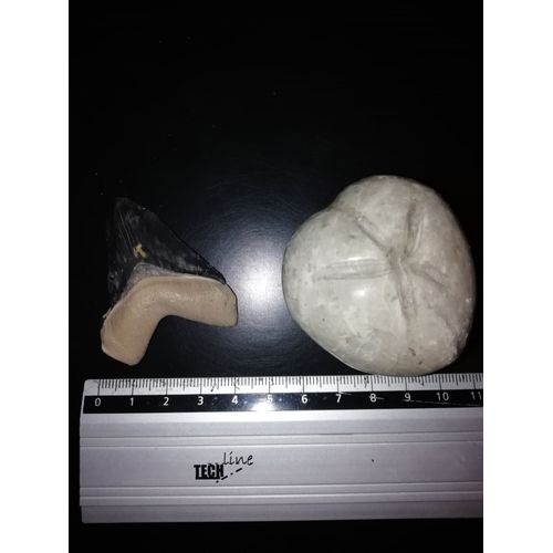 Dent De Requin Prehistoire Megalodon Et Fossile Oursin