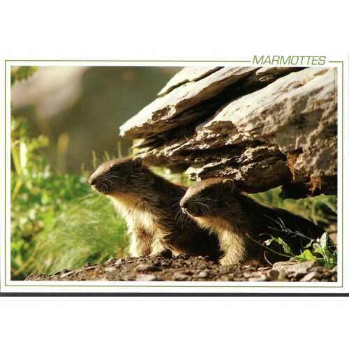 Carte Postale N°333 Marmottes, 1990