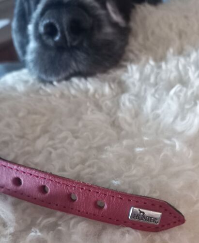 Collier Hunter Pour Chien