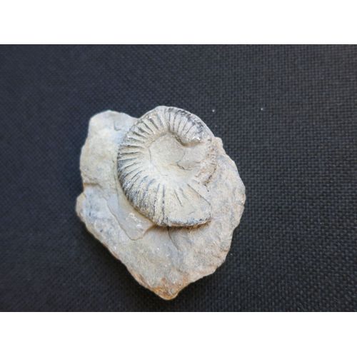 Fossile Ammonite 35mm
