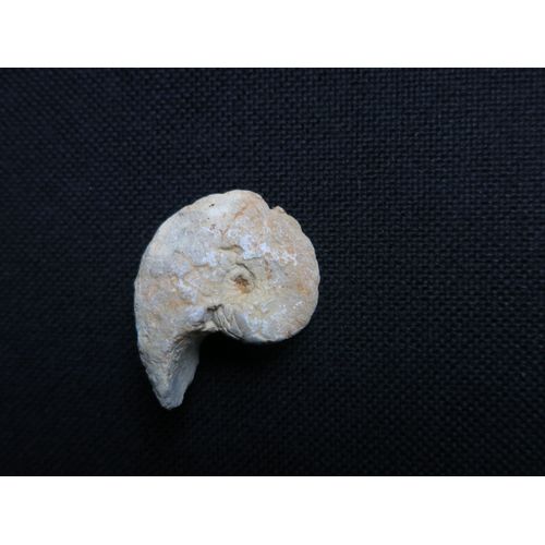 Fossile Nautile 35mm