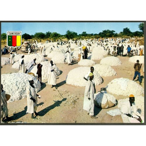 Carte Postale République Fédérale Du Cameroun, La Récolte Du Coton