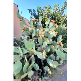 Un Grand Plant De Cactus Figuier De Barbarie - Fruits Savoureux Et Sucrés