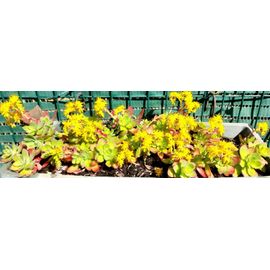 10 Plants De Sedum Palmieri À Fleurs Jaunes