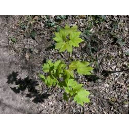 Lot De 50 Plants Érables Ht 20/30cm