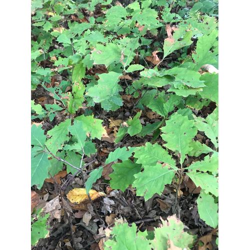 Lot De 50 Chênes Américain Ht 30cm