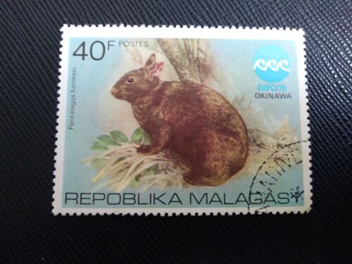 Timbre Madagascar Yt 568 Lapin Amami (Pentalagus Furnessi) 1975 (030309 )