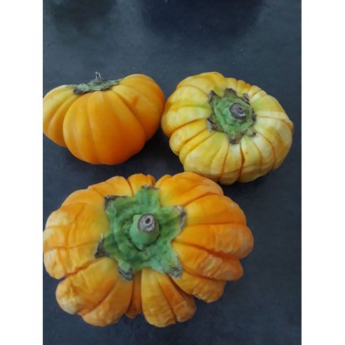 Graines D'aubergine Africaine ( Jacato)
