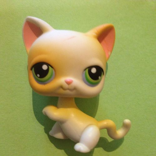 Petshop Chat Chartreux N 73