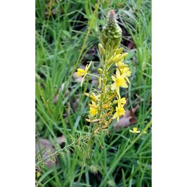 10 Plants De Bulbines Frutescens À Fleurs Jaunes
