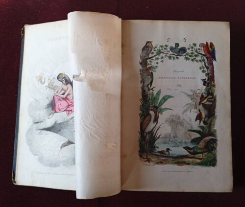 Keepsake D'histoire Naturelle , Oiseaux , 150 Dessins De Victor Adam , Textes De Buffon Revus Par Achille Comte , Bazouge-Pigoreau 1839 , Ornithologie , Gravures Aquarellées , Bibliophilie , Sciences