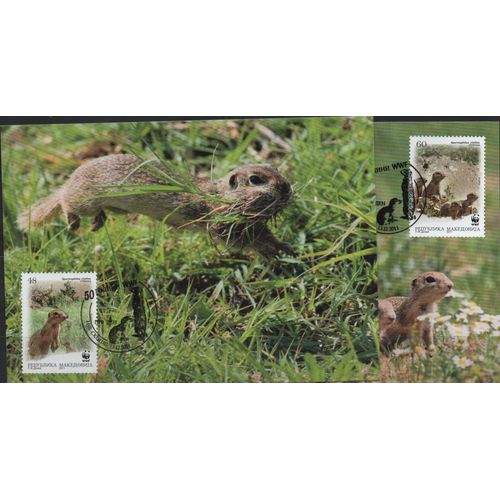 Macédoine Cartes Postales Animaux : Les Écureuils 2011