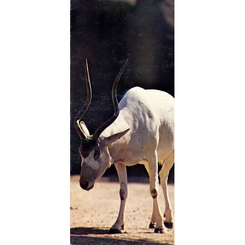 Carte Merveilles Du Monde N°47 : L'addax