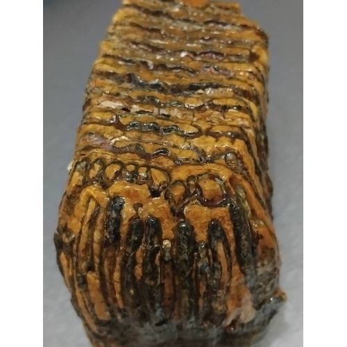 Dent De Mamouth Fossilisée (Aisne). Longueur: 12 Cm. Largeur : 5,5cm .Hauteur:10,5cm.Poids:1,2kg