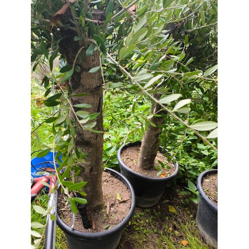 Olivier Olea Europa Centenaire