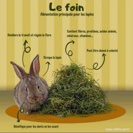 Foin Pour Lapin Et Autre Rongeur