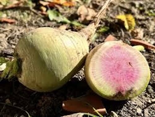 Radis Red Meat, 50 Graines