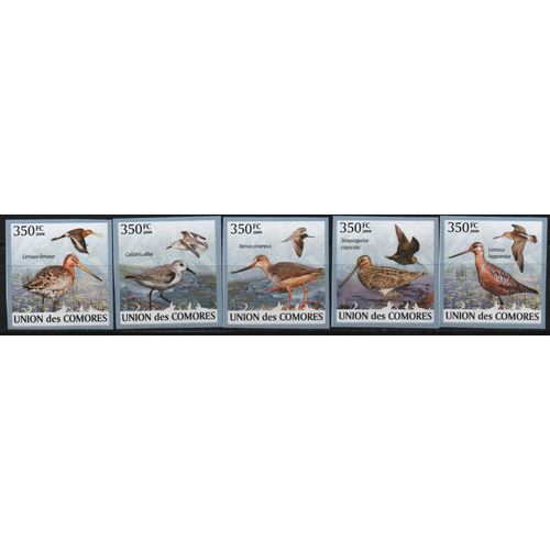 Comores Timbres Animaux : Les Oiseaux 2009 , Non Dentelés
