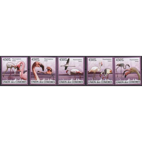 Comores Timbres Animaux : Les Flamants Roses 2009 , Non Dentelés