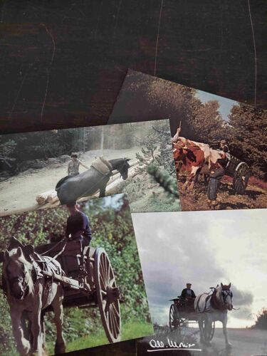 Lot De 4 Cartes Postales : Charrette Attelée, Cheval Ou Boeufs
