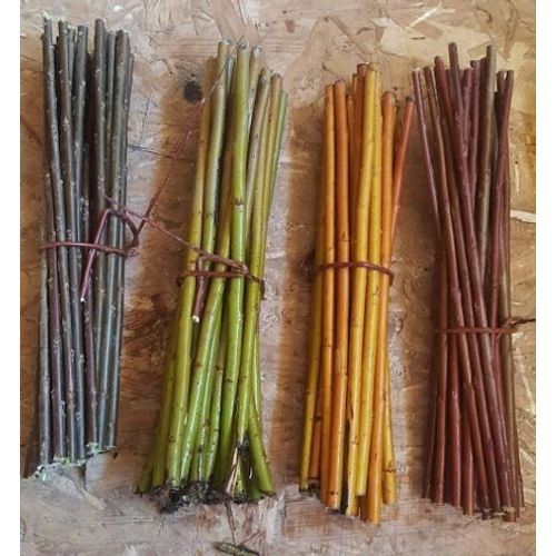 40 Plants Saules Osier 10 Rouges 10 Verts 10 Marrons 10 Jaunes Pour Vannerie Ou Deco