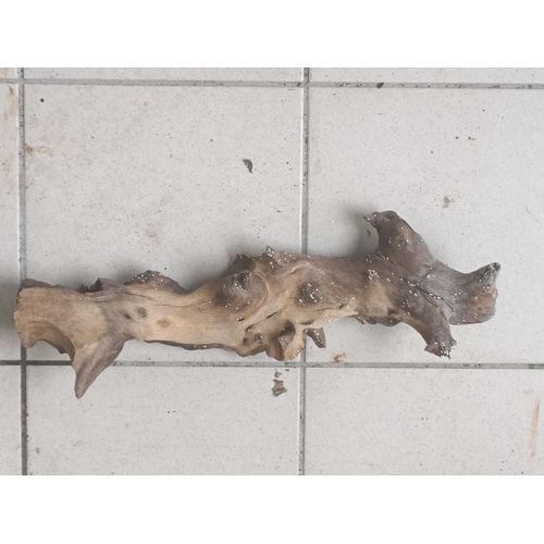 Racine Naturelle Mangrove Taille 30cm X 10cm Environ