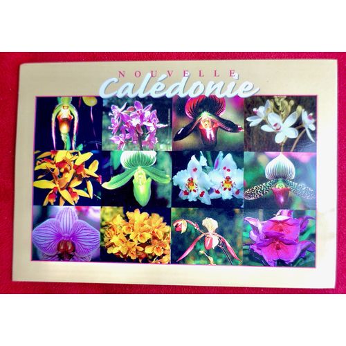 Carte Postale Nouvelle-Caledonie. Orchidees. Fleurs. 1992. Multivues. Nature. Ecrite Au Dos Sans Timbre