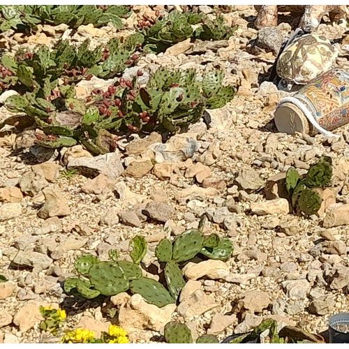 Figuier De Barbarie Plant 15 À 20 Cm