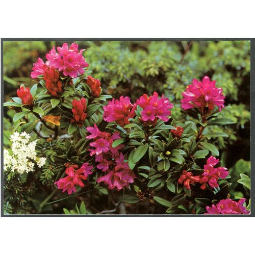 Carte Postale N°2126, Rhododendron Ferrugineum, 1984