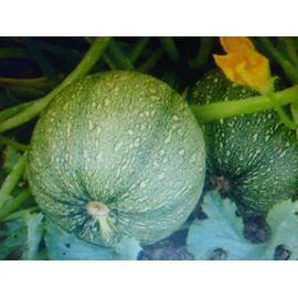 10 Graines De Courgette Ronde De Nice