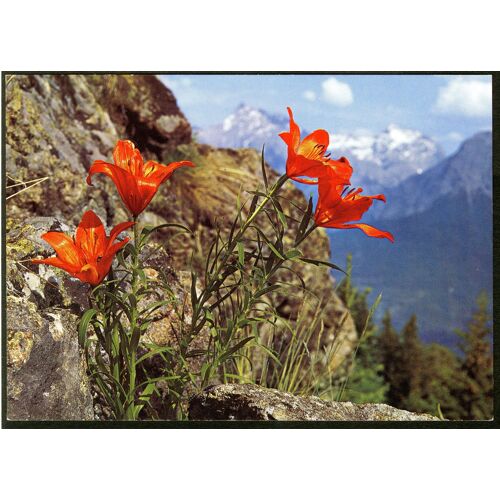 Carte Postale Alpen-Flora, Feuerlilie Lilium Croceum, Chaix, Suisse, 1985