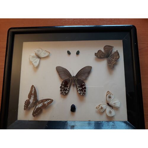 Cadre-vitrine avec 5 papillons naturalisés