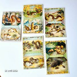 Lot De 5 Images Chicorée Avec Des Chiens De Prairie, Des Marmottes, Des Cochons Aquatiques,
