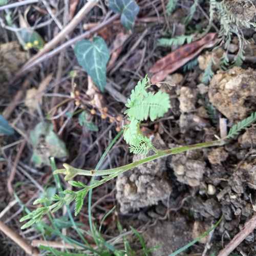 Nombreux Pieds De Mimosa 30cm