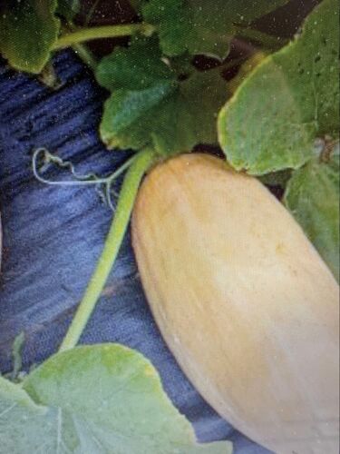 Courge Banane 19 Graines