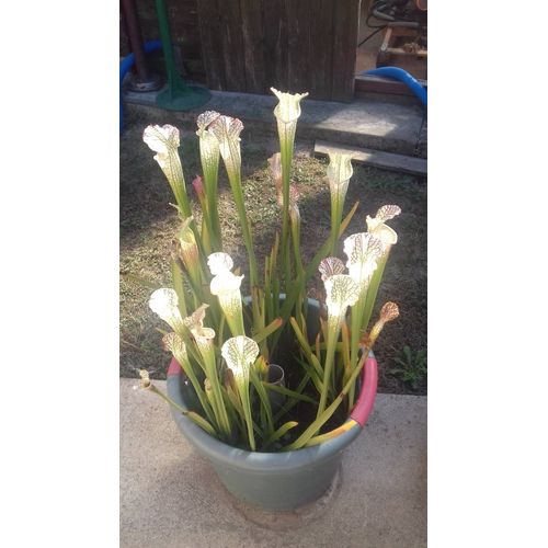 Sarracenia Leucophylla - Plante Carnivore