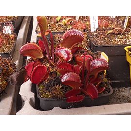 Dionaea Musipula "Ar Werewolf" Plante Carnivore