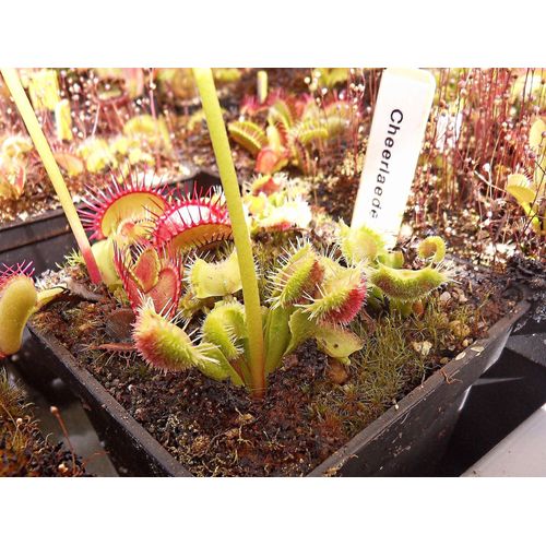Dionaea Muscipula " Cheerlaeder" Plantes Carnivore
