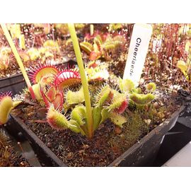 Dionaea Muscipula " Cheerlaeder" Plantes Carnivore