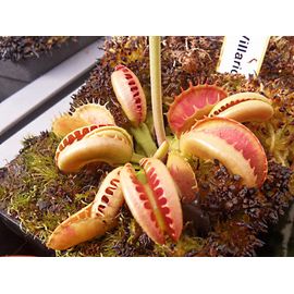 Dionée Muscipula "Villarica " Plante Carnivore