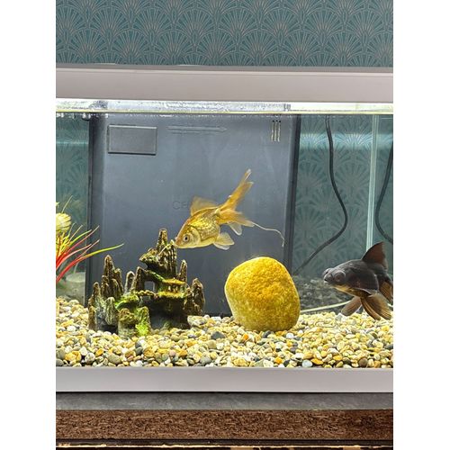 Aquarium 65 L Avec Poisson Et Matériel