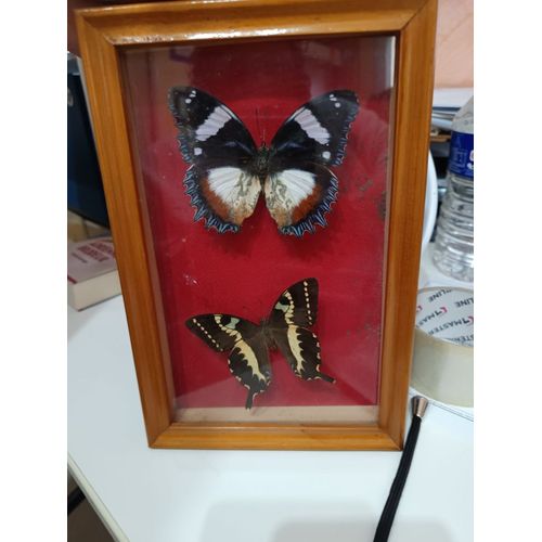 Papillons Naturalisés Sous Verre