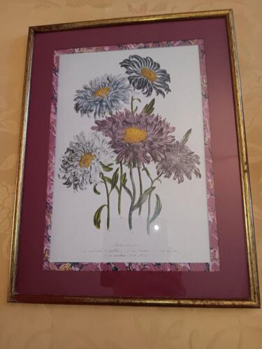 Cadre Aster De Chine (Reine Marguerite)