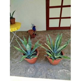 Plantes Cactus