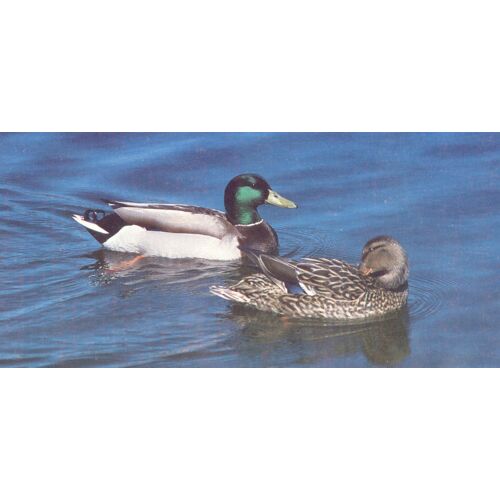 Merveilles Du Monde 389 : Le Canard Col Vert