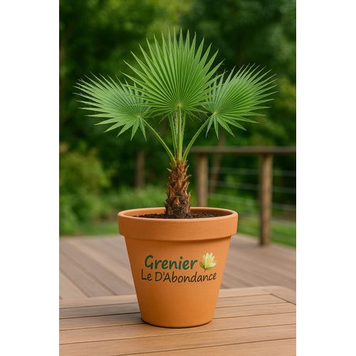 10 Graines À Semer - Le Grenier D'abondance - Washingtonia Filibusta - Palmier Filibusta
