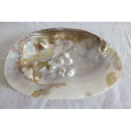 Grand Coquillage Forme De Vide Poche En Nacre