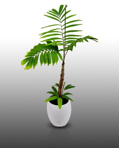 10 Graines À Semer - Le Grenier D'abondance - Palmier De Mac Arthur - Ptychosperma Macarthurii