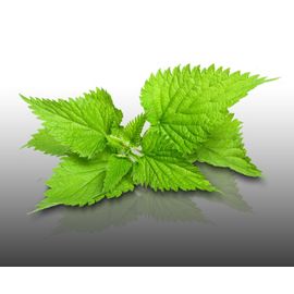 500 Graines À Semer - Le Grenier D'abondance - Ortie - Urtica Dioica